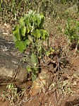 Adenia keramanthus a Sterculia Ghazi GPS163 Kenya 2012 Kazungu P1000423.jpg